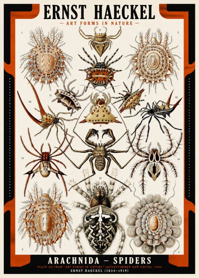 Ernst Haeckel Arachnida — Spiders No2 - Plakat