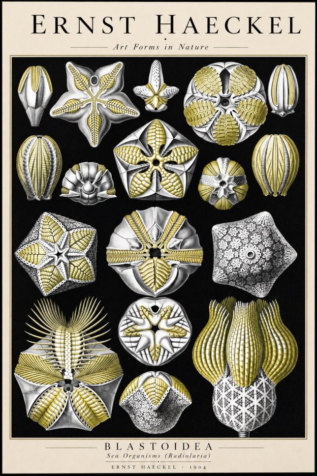 Ernst Haeckel Blastoidea Sea Buds (Snowflakes) No3 - Plakat