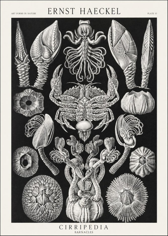 Ernst Haeckel Cirripedia Barnacles No3 - Plakat