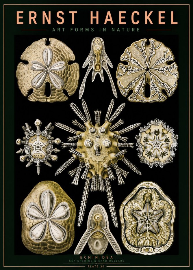 Ernst Haeckel Echinidea — Sea Urchins No5 - Plakat