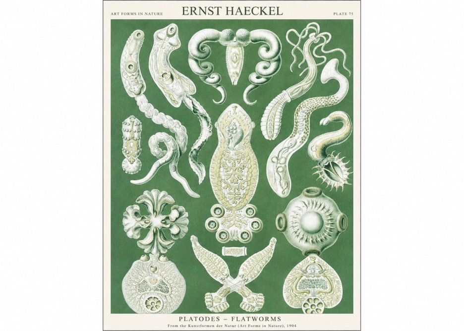 Ernst Haeckel Platodes – Flatworms No1 - Plakat