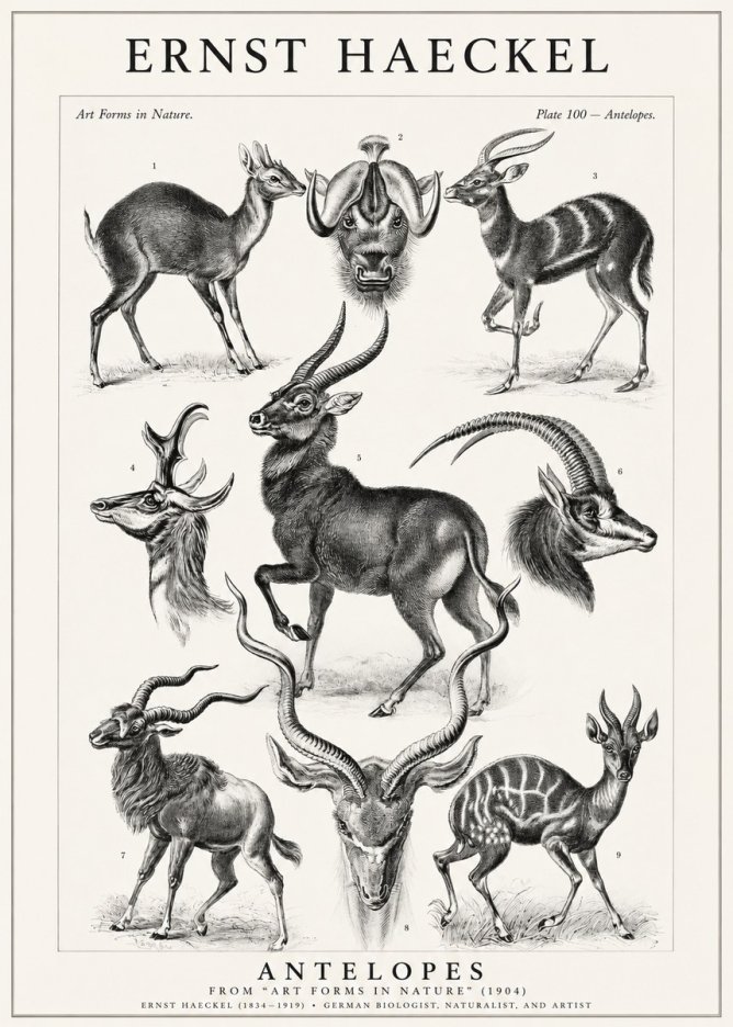 Ernst Haeckel Antelopes No1 - Plakat