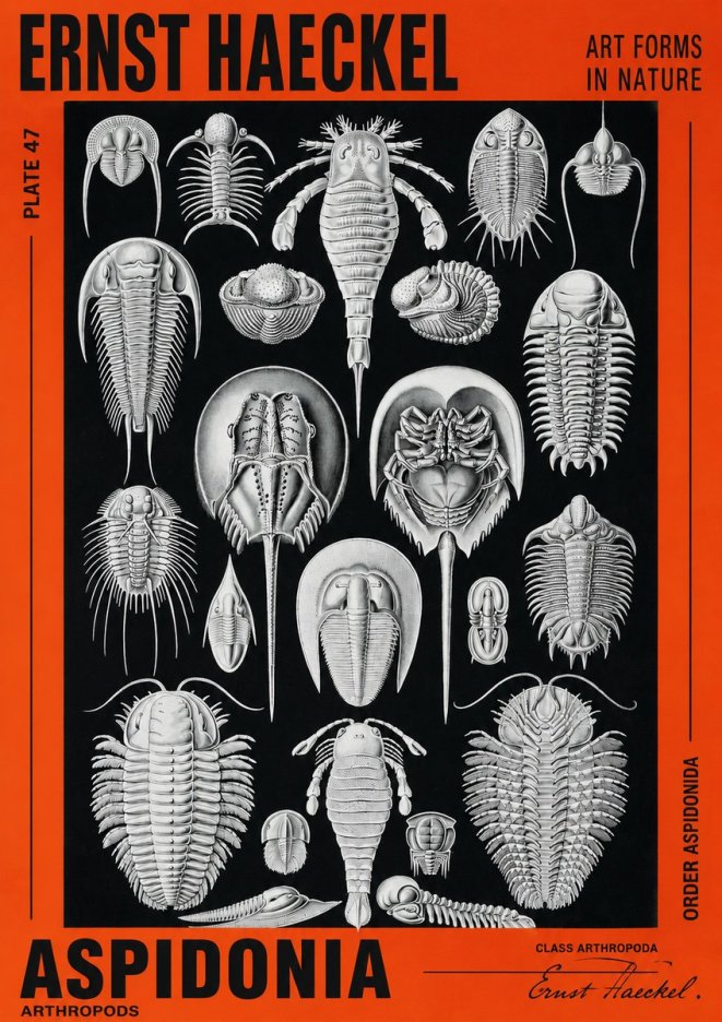 Ernst Haeckel Aspidonia No2 - Plakat