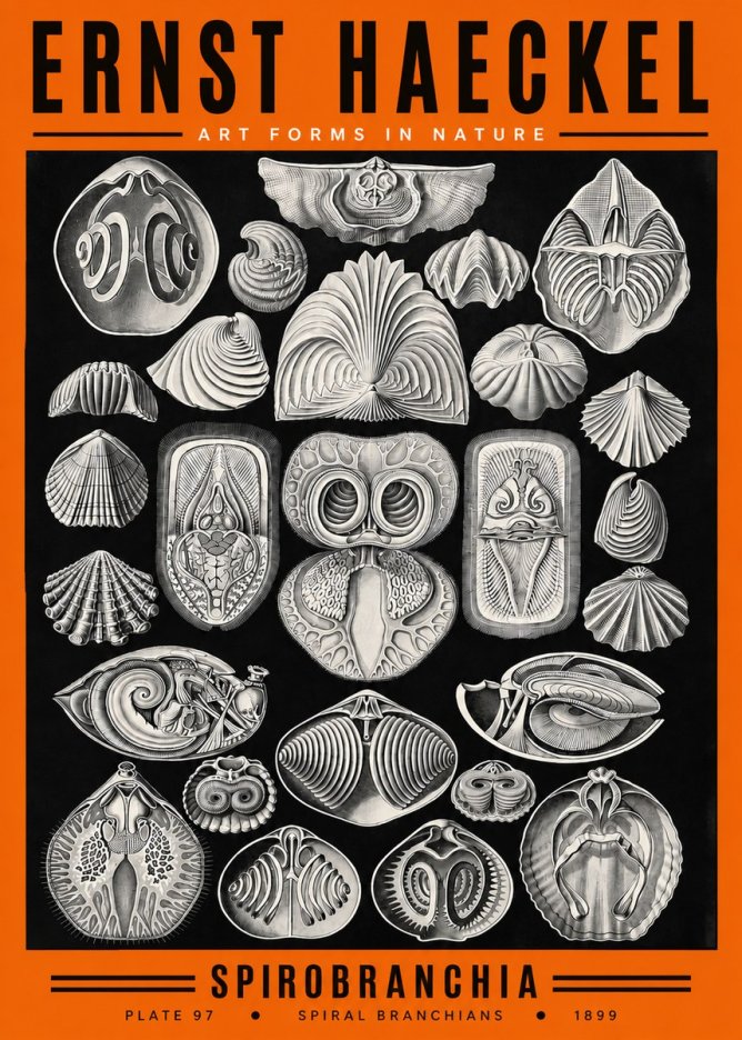 Ernst Haeckel Spirobranchia No2 - Plakat