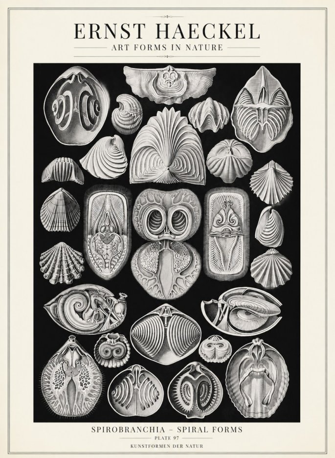 Ernst Haeckel Spirobranchia No4 - Plakat
