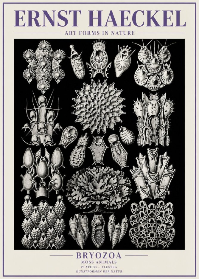 Ernst Haeckel Bryozoa No6 - Plakat