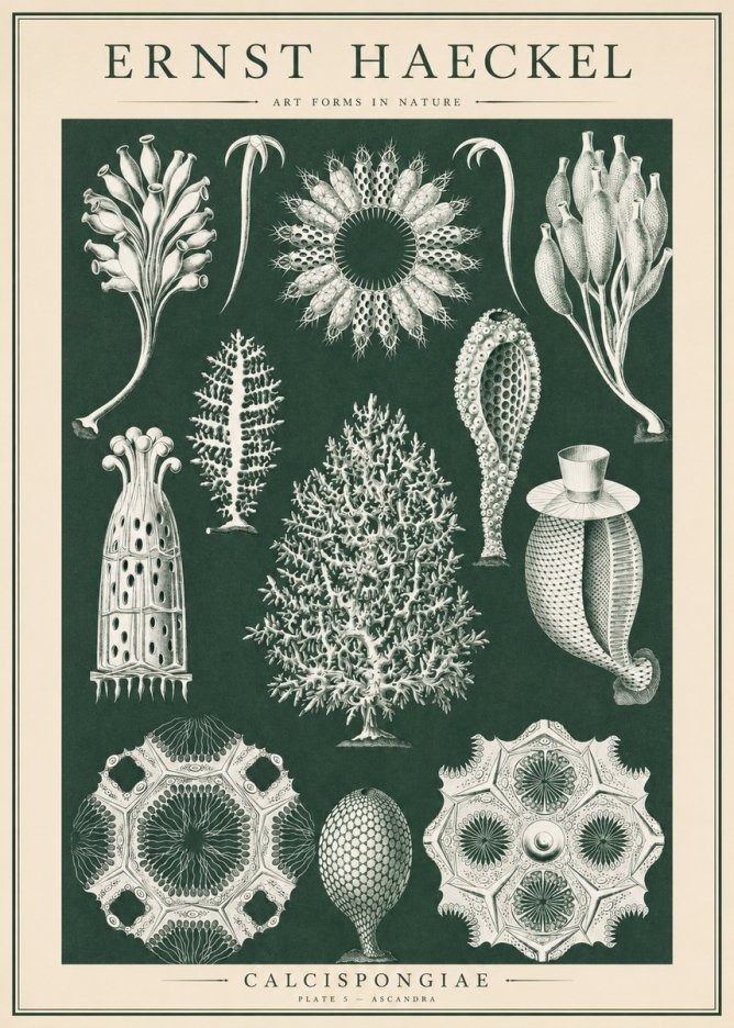 Ernst Haeckel Calcispongiae - Calcisponiges - Plate 5 - Asconia No6 - Plakat
