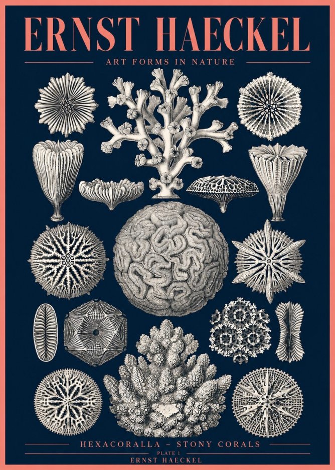 Ernst Haeckel Hexacoralla – Six-rayed Corals No4 - Plakat