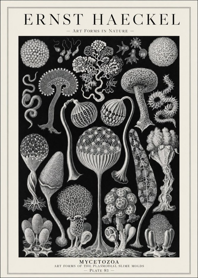 Ernst Haeckel Mycetozoa No1 - Plakat