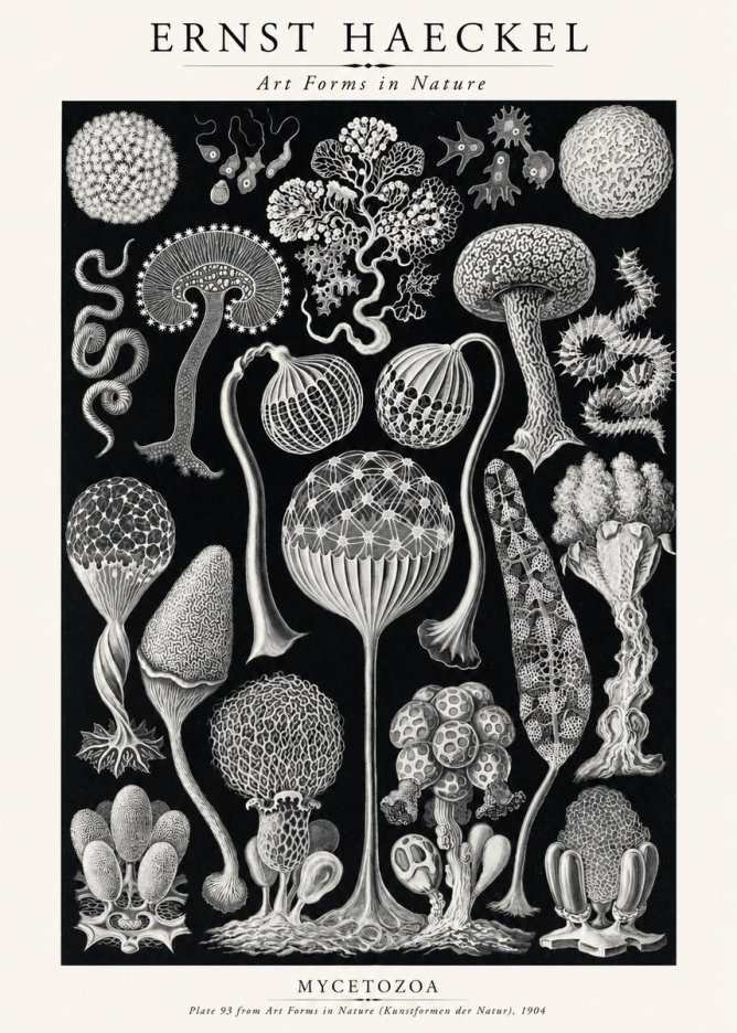 Ernst Haeckel Mycetozoa No2 - Plakat