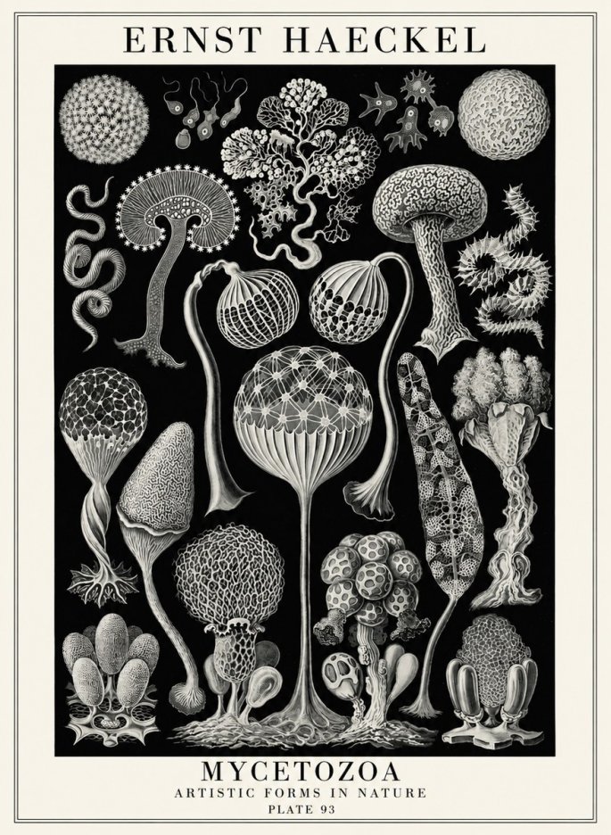 Ernst Haeckel Mycetozoa No4 - Plakat
