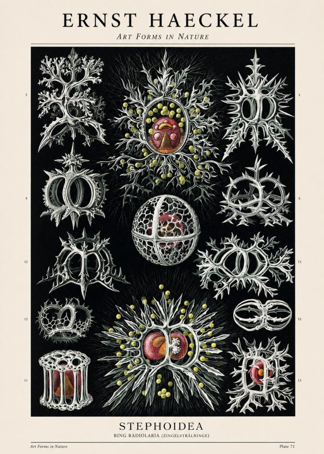 Ernst Haeckel Stephoidea No1 - Plakat