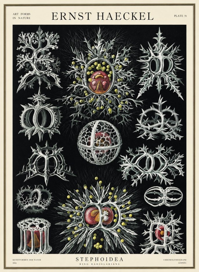 Ernst Haeckel Stephoidea No3 - Plakat