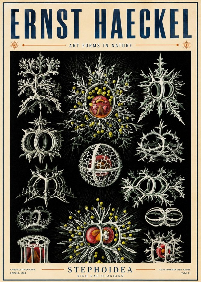 Ernst Haeckel Stephoidea No5 - Plakat