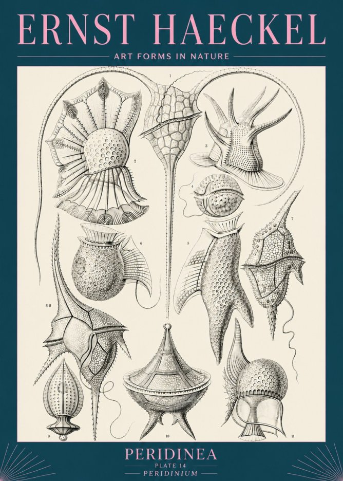 Ernst Haeckel Peridinea No5 - Plakat
