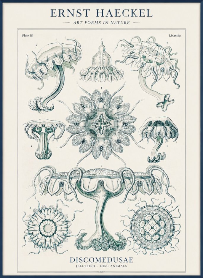 Ernst Haeckel Discomedusae. Jellyfishes. No4 - Plakat