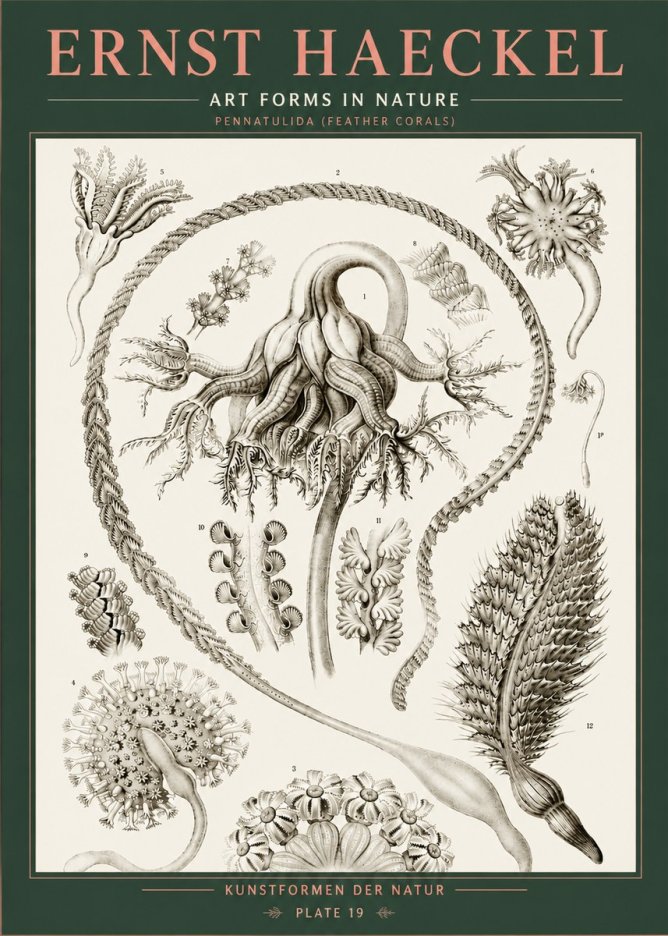 Ernst Haeckel Pennatulida - Sea Pens No5 - Plakat