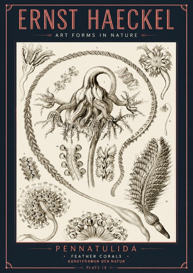 Ernst Haeckel Pennatulida - Sea Pens No6 - Plakat