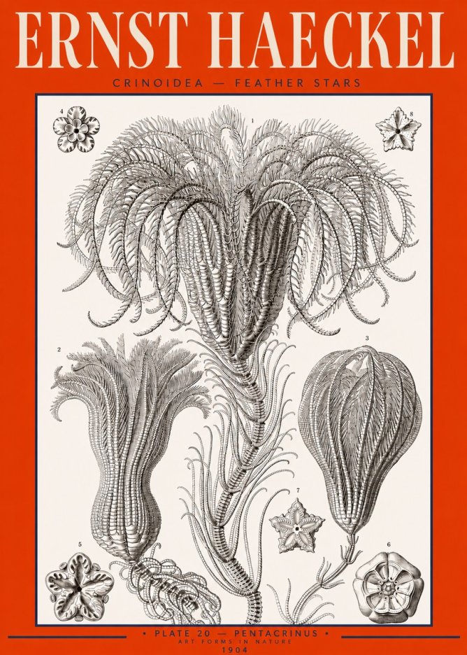Ernst Haeckel Crinoidea - Palm Lilies No3 - Plakat