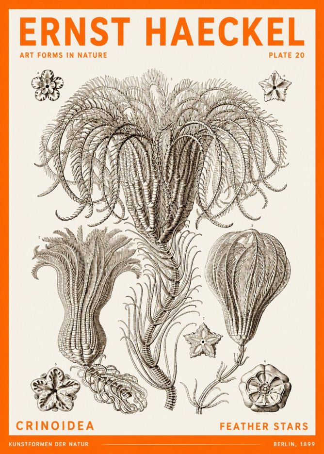 Ernst Haeckel Crinoidea - Palm Lilies No6 - Plakat