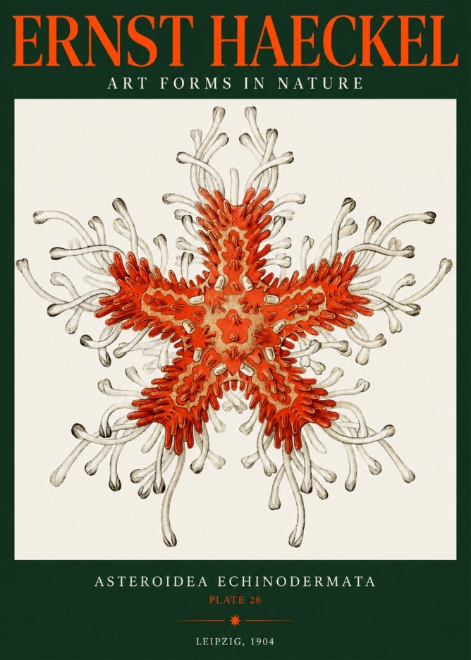 Ernst Haeckel Asteroidea Echinodermata Plate 28 No2 - Plakat