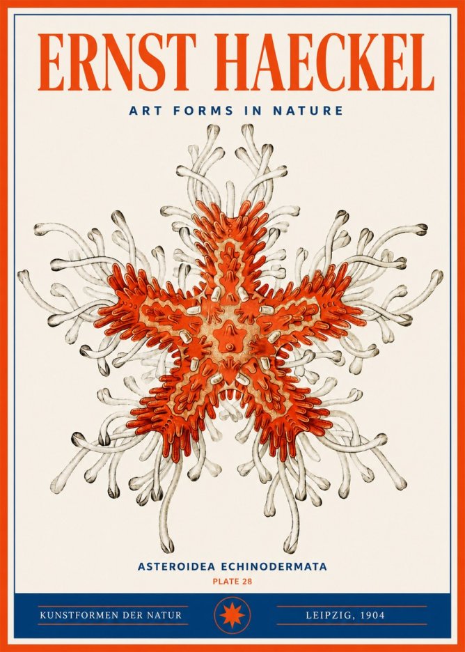Ernst Haeckel Asteroidea Echinodermata Plate 28 No3 - Plakat