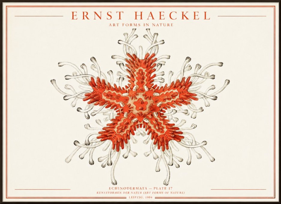 Ernst Haeckel Asteroidea Echinodermata Plate 28 No4 - Plakat