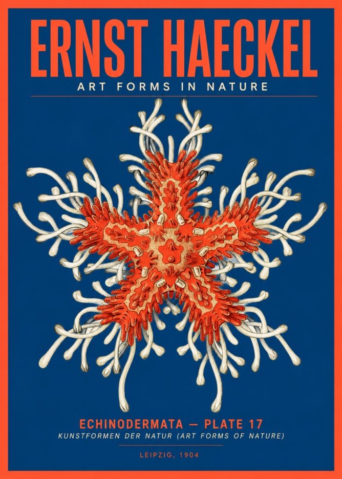 Ernst Haeckel Asteroidea Echinodermata Plate 28 No5 - Plakat