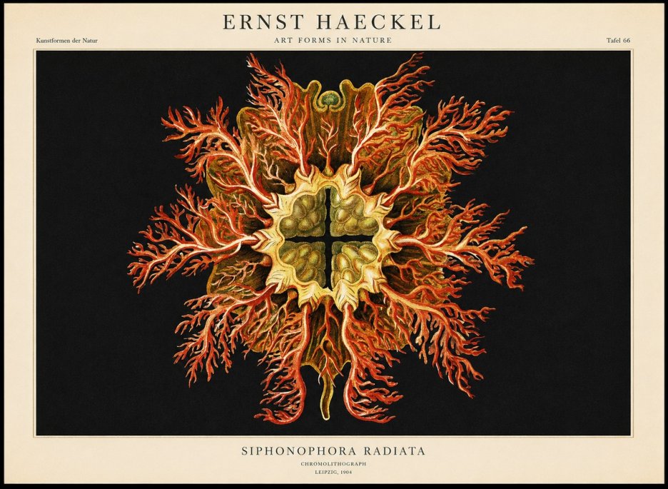 Ernst Haeckel Marine Organism No2 - Plakat
