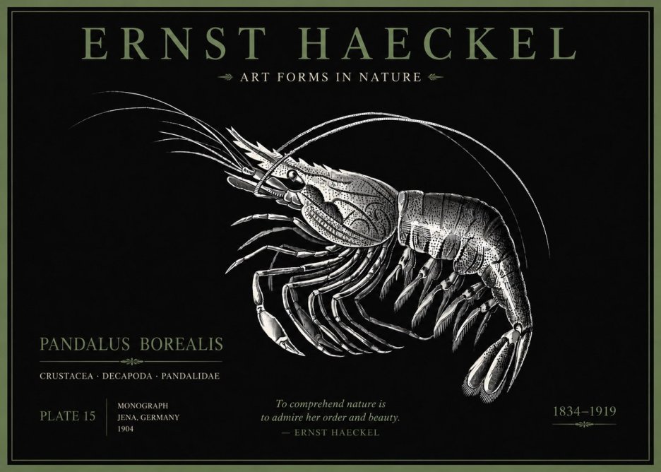 Ernst Haeckel Pandalus Borealis No5 - Plakat