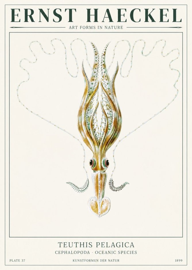 Ernst Haeckel Teuthis Pelagica No1 - Plakat