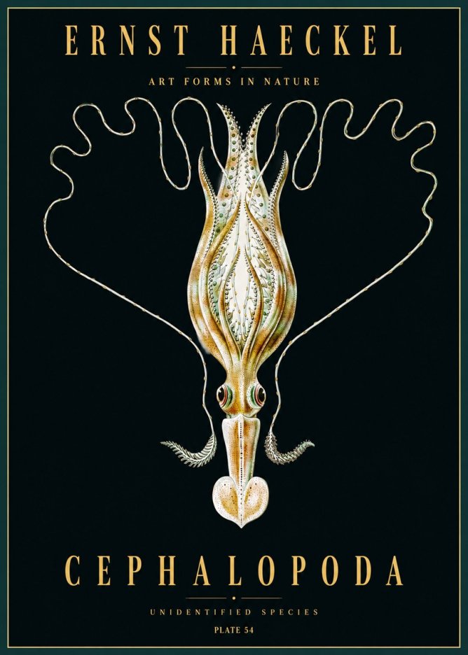 Ernst Haeckel Teuthis Pelagica No5 - Plakat
