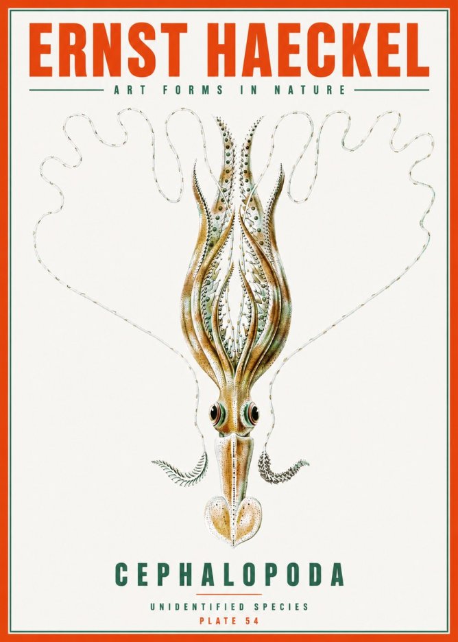 Ernst Haeckel Teuthis Pelagica No6 - Plakat