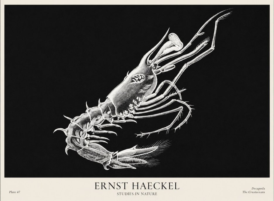 Ernst Haeckel Decapoda the Crustaceans No1 - Plakat