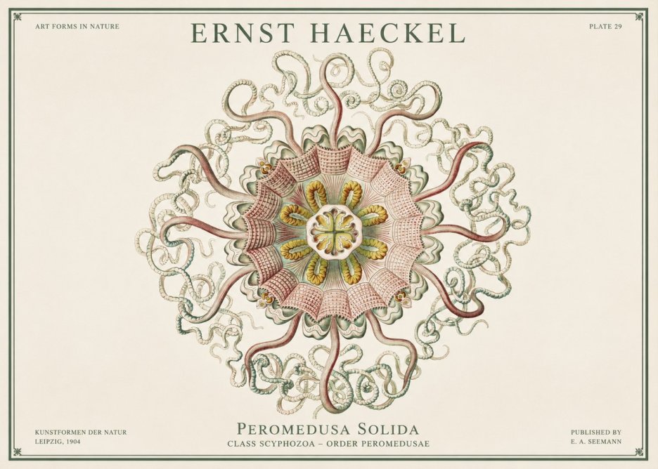 Ernst Haeckel Discomedusae – Actiniae No3 - Plakat