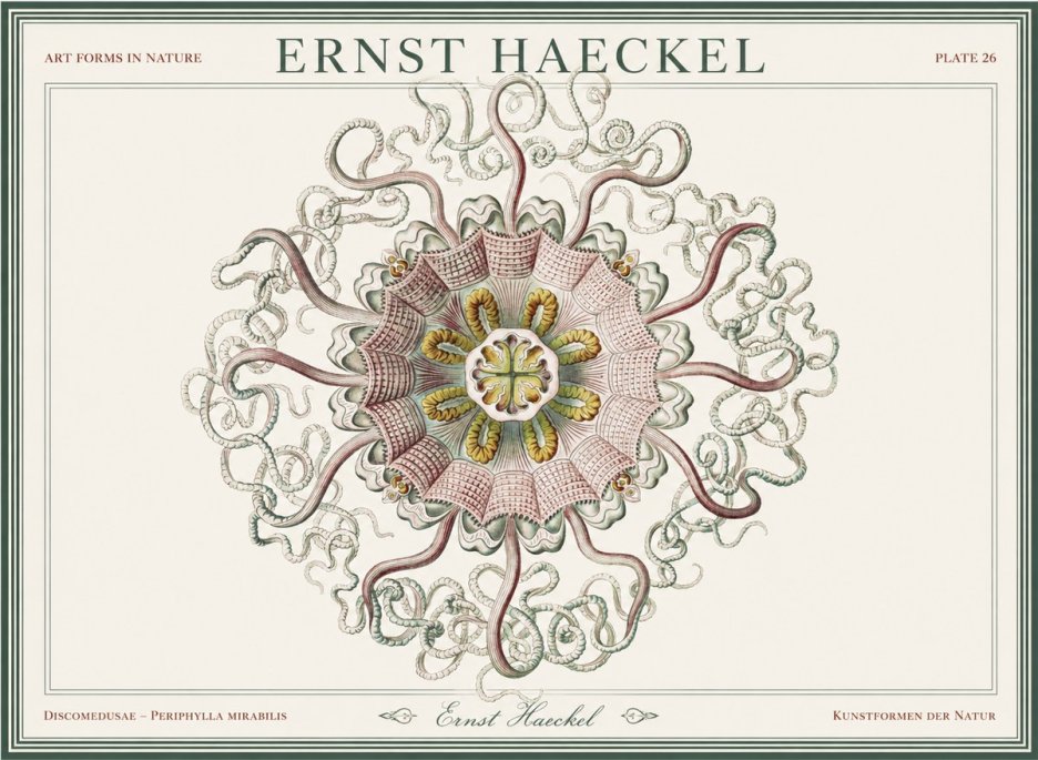 Ernst Haeckel Discomedusae – Actiniae No5 - Plakat