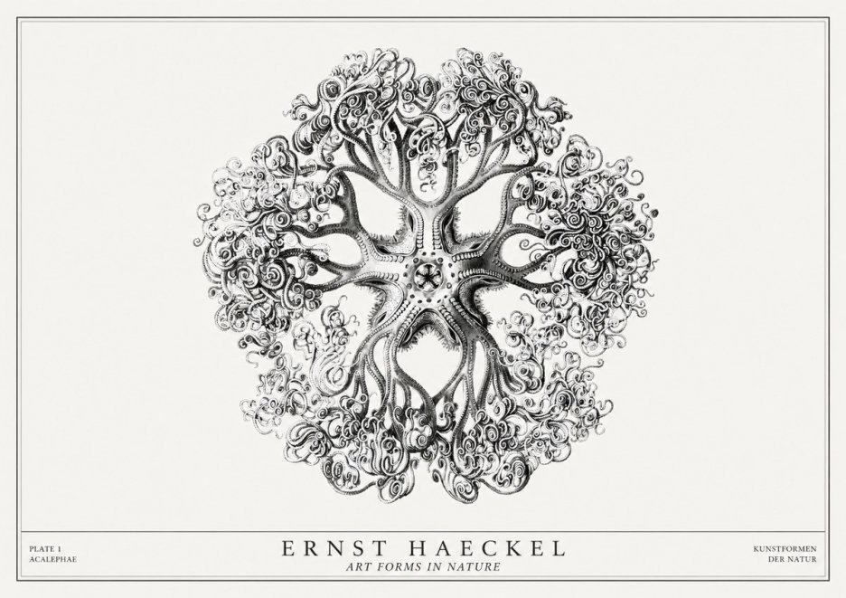 Ernst Haeckel Tree-like Organism No3 - Plakat