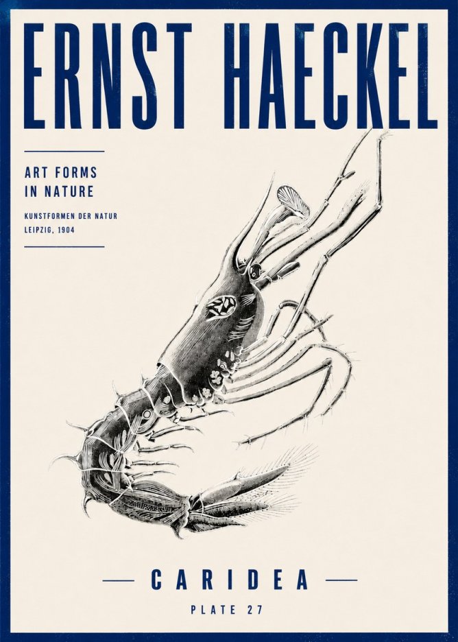 Ernst Haeckel Caridea Plate 27 No4 - Plakat