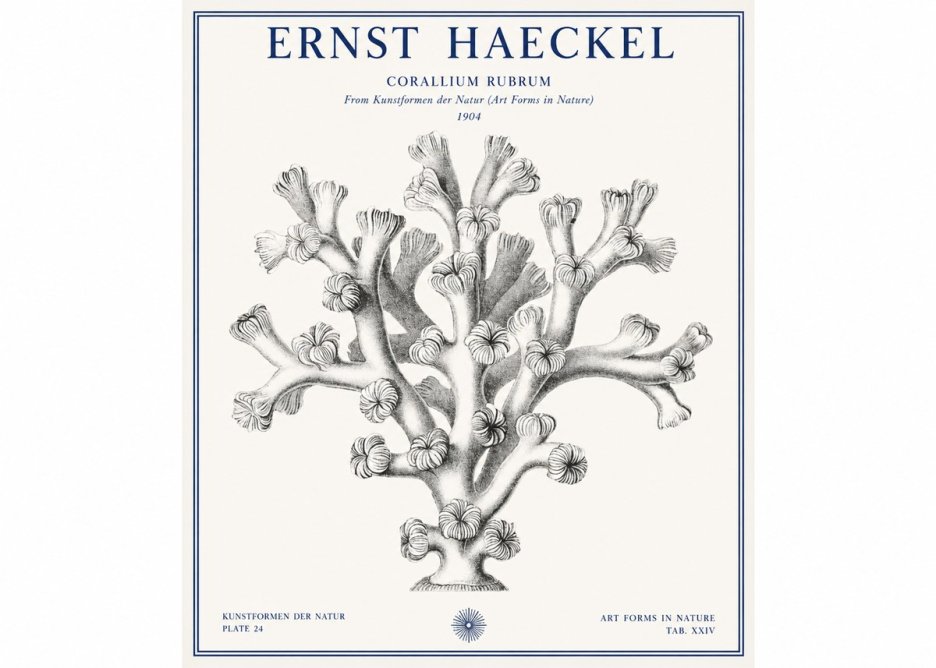 Ernst Haeckel Corallium Rubrum II No1 - Plakat