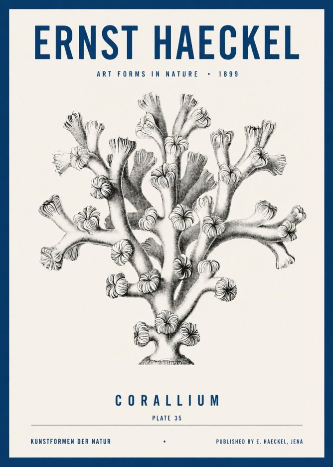 Ernst Haeckel Corallium Rubrum II No4 - Plakat
