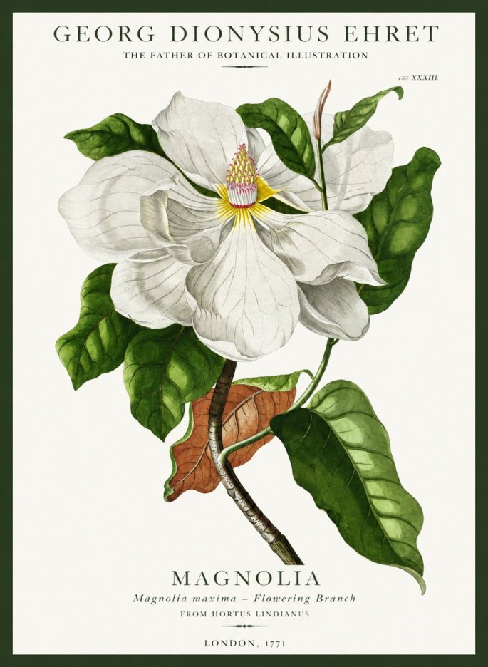 Georg Dionysius Ehret Magnolia Maxima - Flowering Branch No1 - Plakat