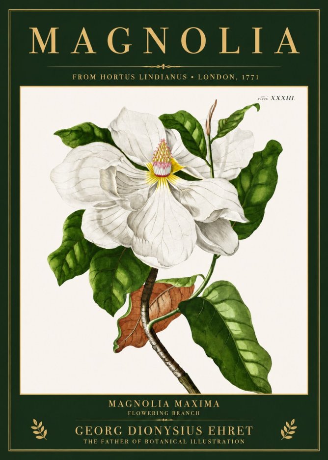 Georg Dionysius Ehret Magnolia Maxima - Flowering Branch No3 - Plakat