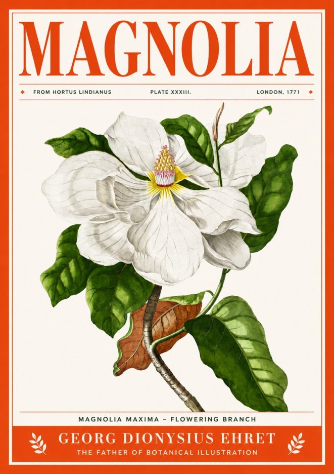 Georg Dionysius Ehret Magnolia Maxima - Flowering Branch No4 - Plakat