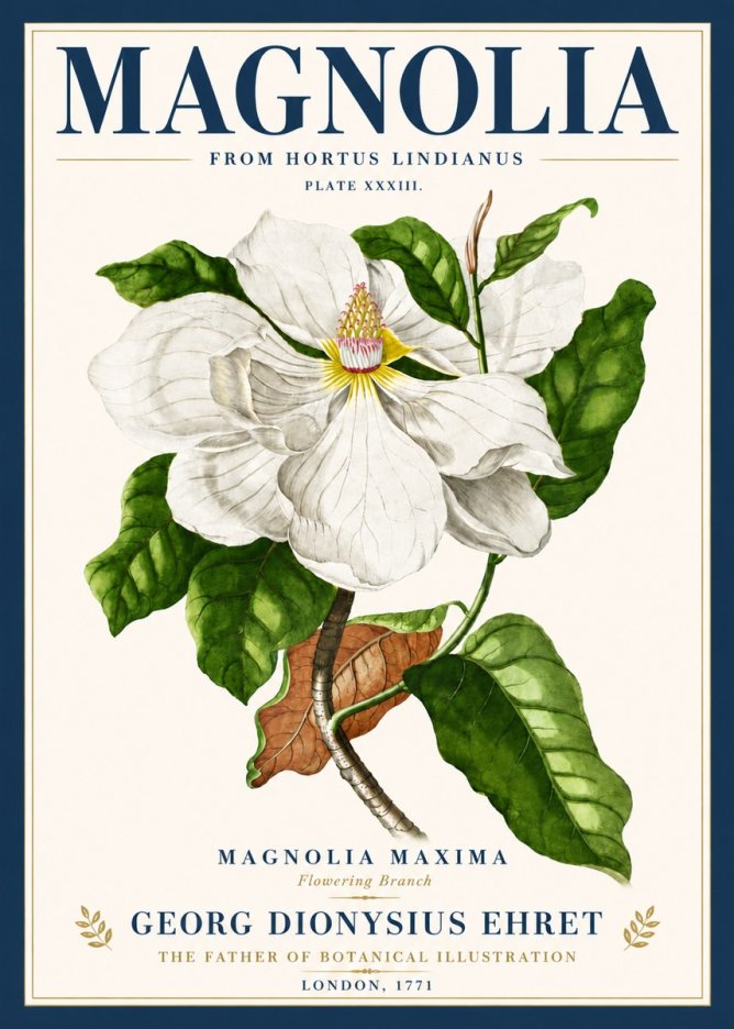 Georg Dionysius Ehret Magnolia Maxima - Flowering Branch No6 - Plakat