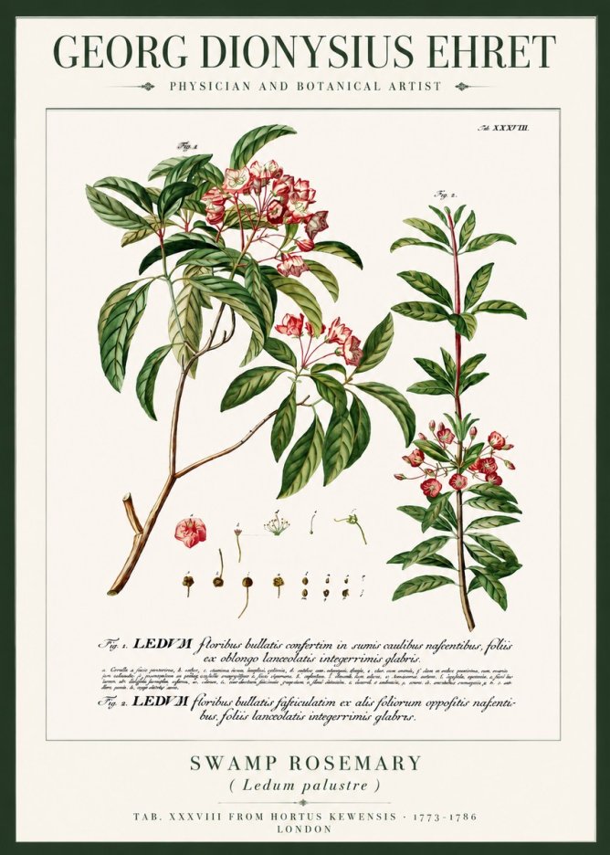 Georg Dionysius Ehret Swamp Rosemary (Ledum Palustre) No3 - Plakat