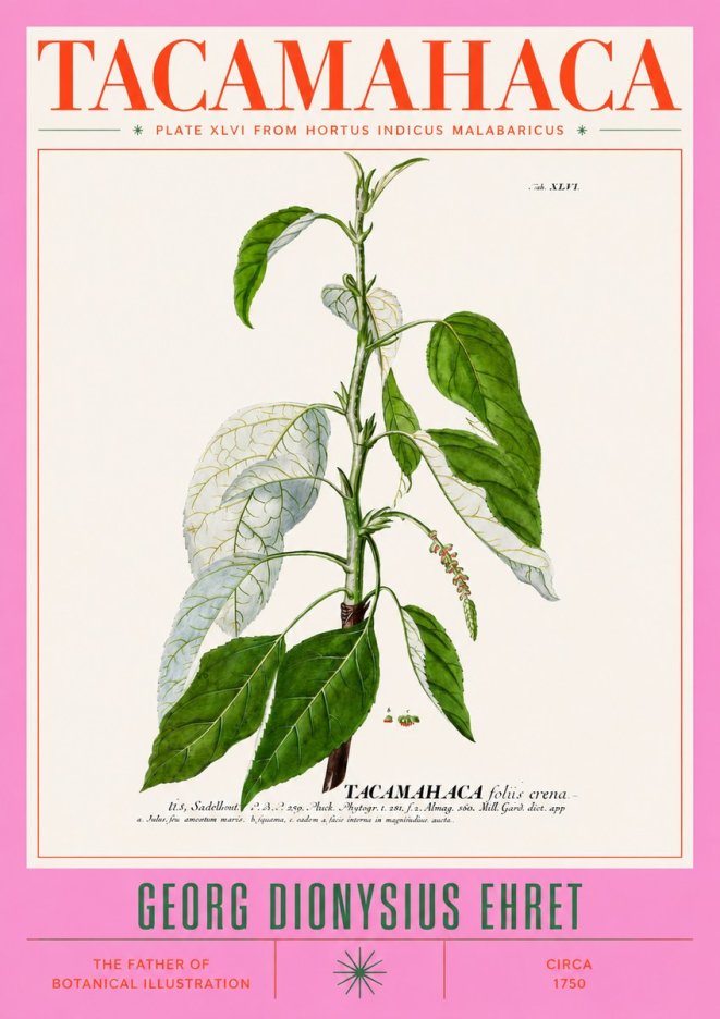 Georg Dionysius Ehret Tacamahaca (Saddlewood) No3 - Plakat