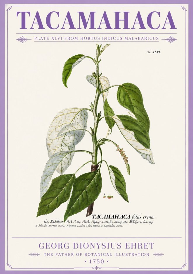 Georg Dionysius Ehret Tacamahaca (Saddlewood) No5 - Plakat