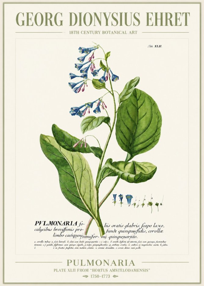 Georg Dionysius Ehret Pulmonaria No4 - Plakat