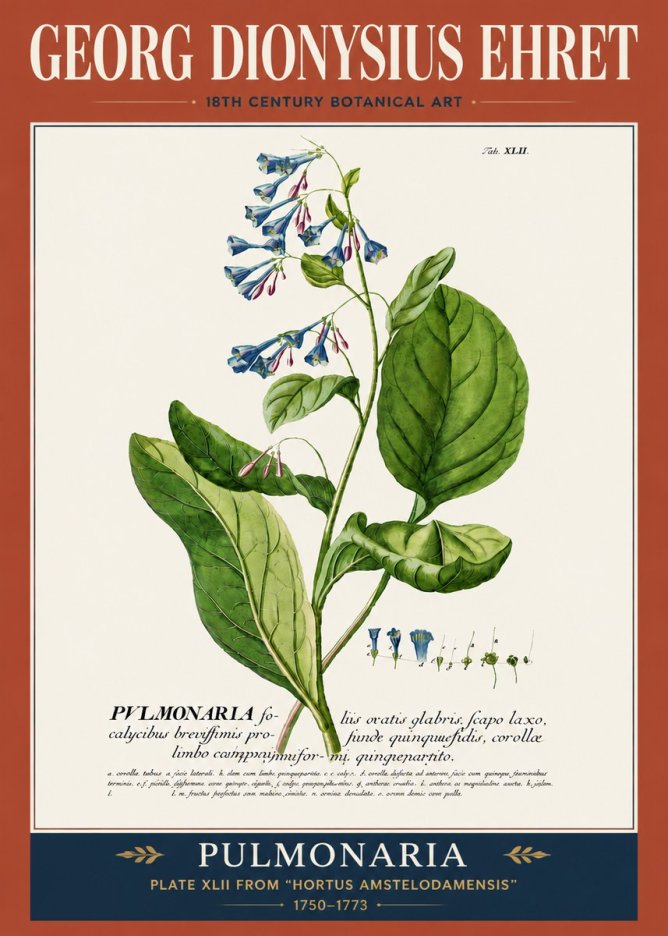 Georg Dionysius Ehret Pulmonaria No5 - Plakat