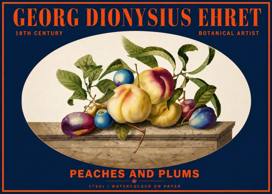 Georg Dionysius Ehret Plums & Peaches No6 - Plakat